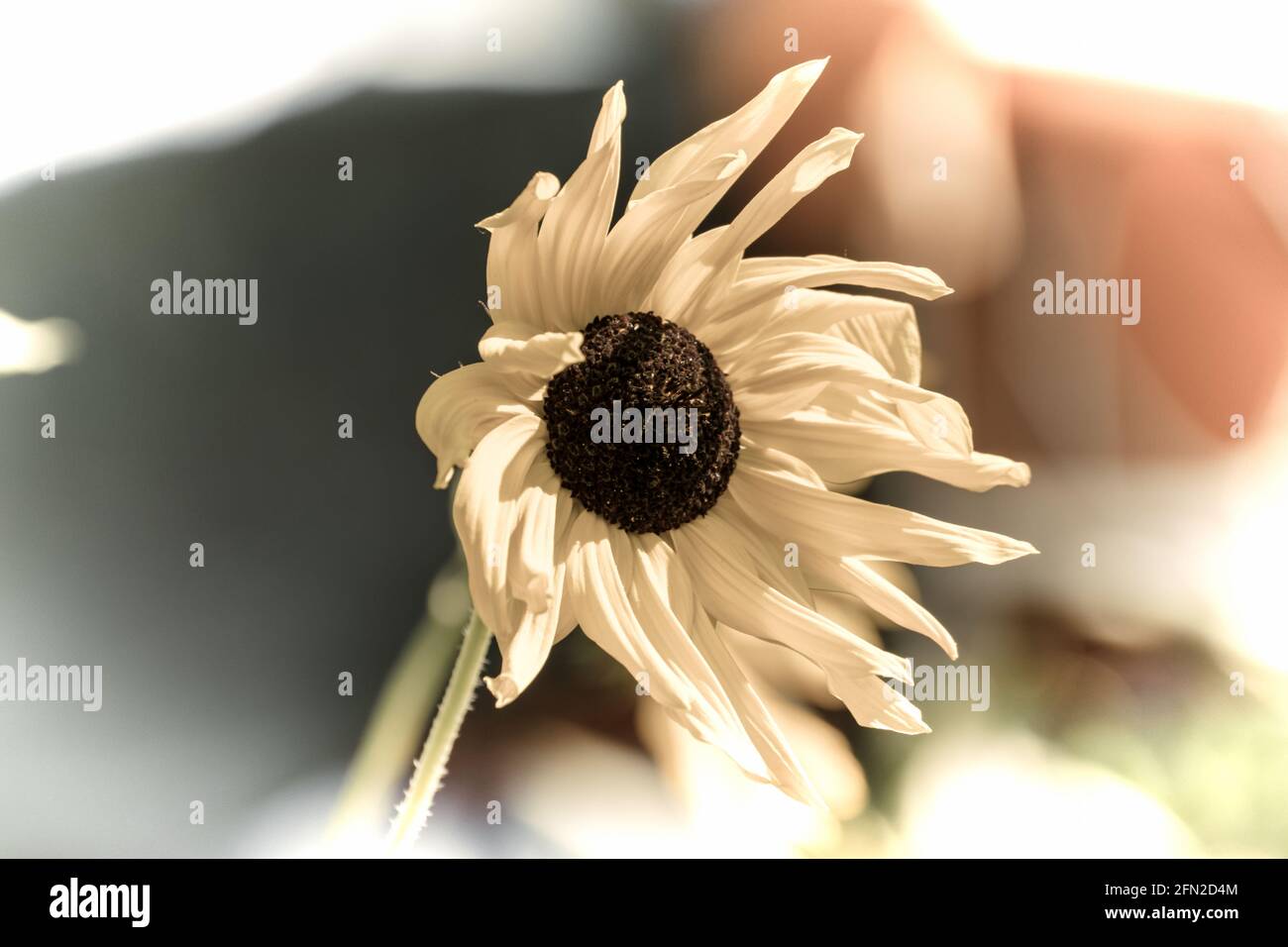 Close up of a beautiful flower in the garden at spring time in old photography style Stock Photo