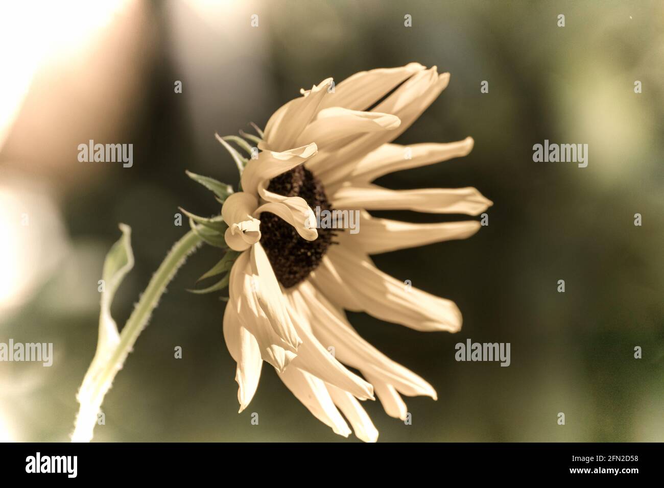 Close up of a beautiful flower in the garden at spring time in old photography style Stock Photo