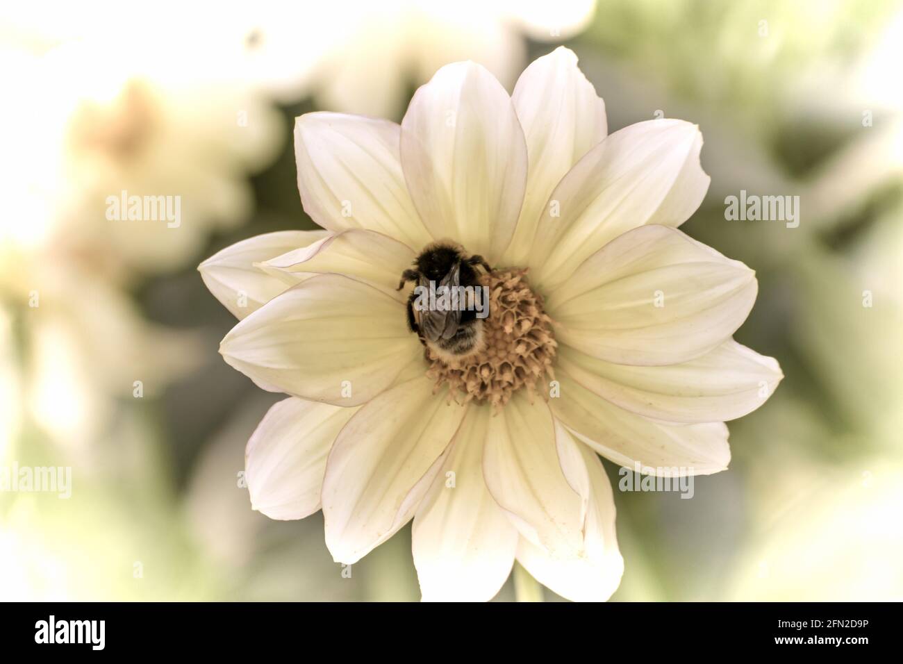 Close up of a beautiful flower in the garden at spring time in old photography style Stock Photo