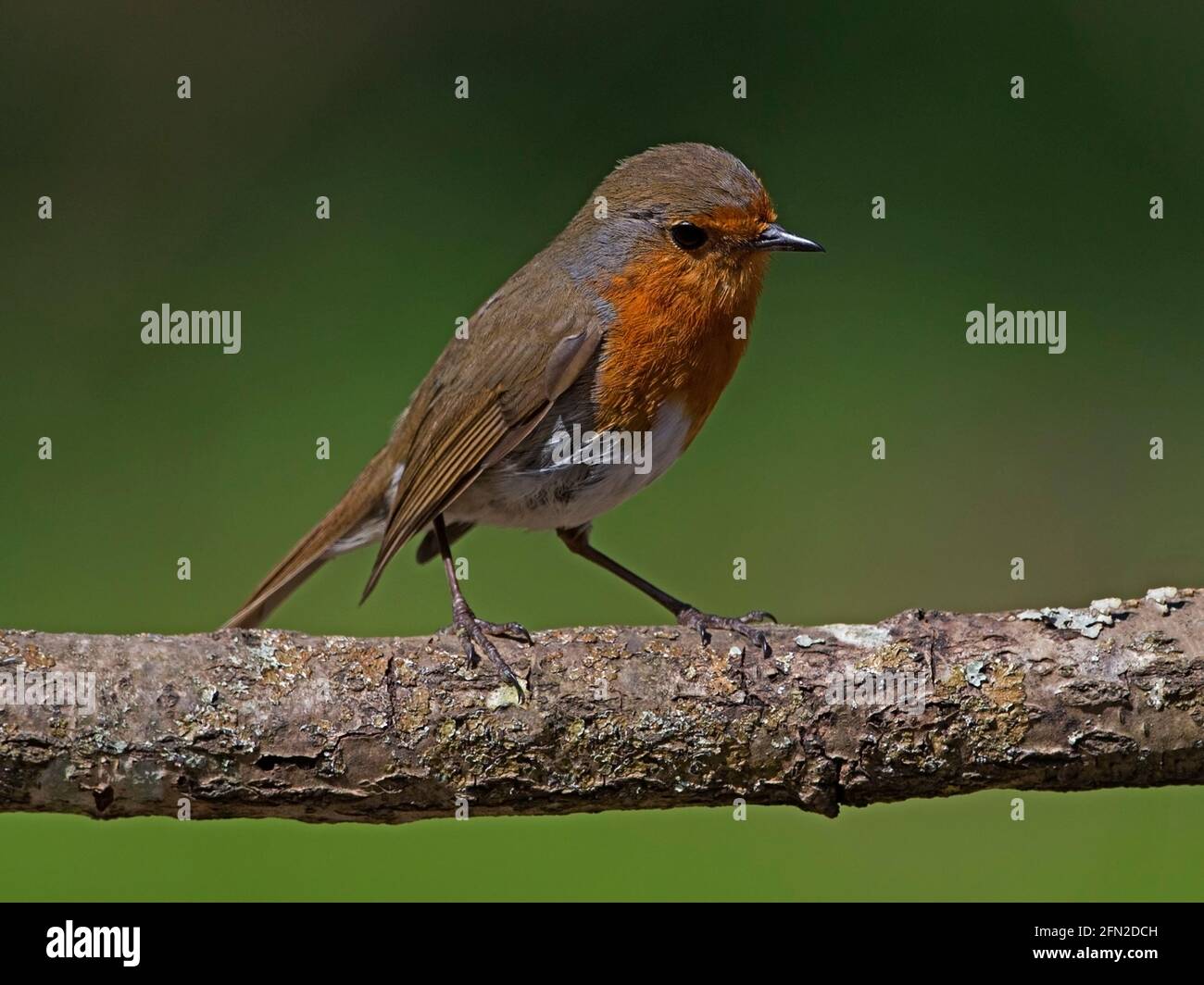 European robin perched on branch Stock Photo