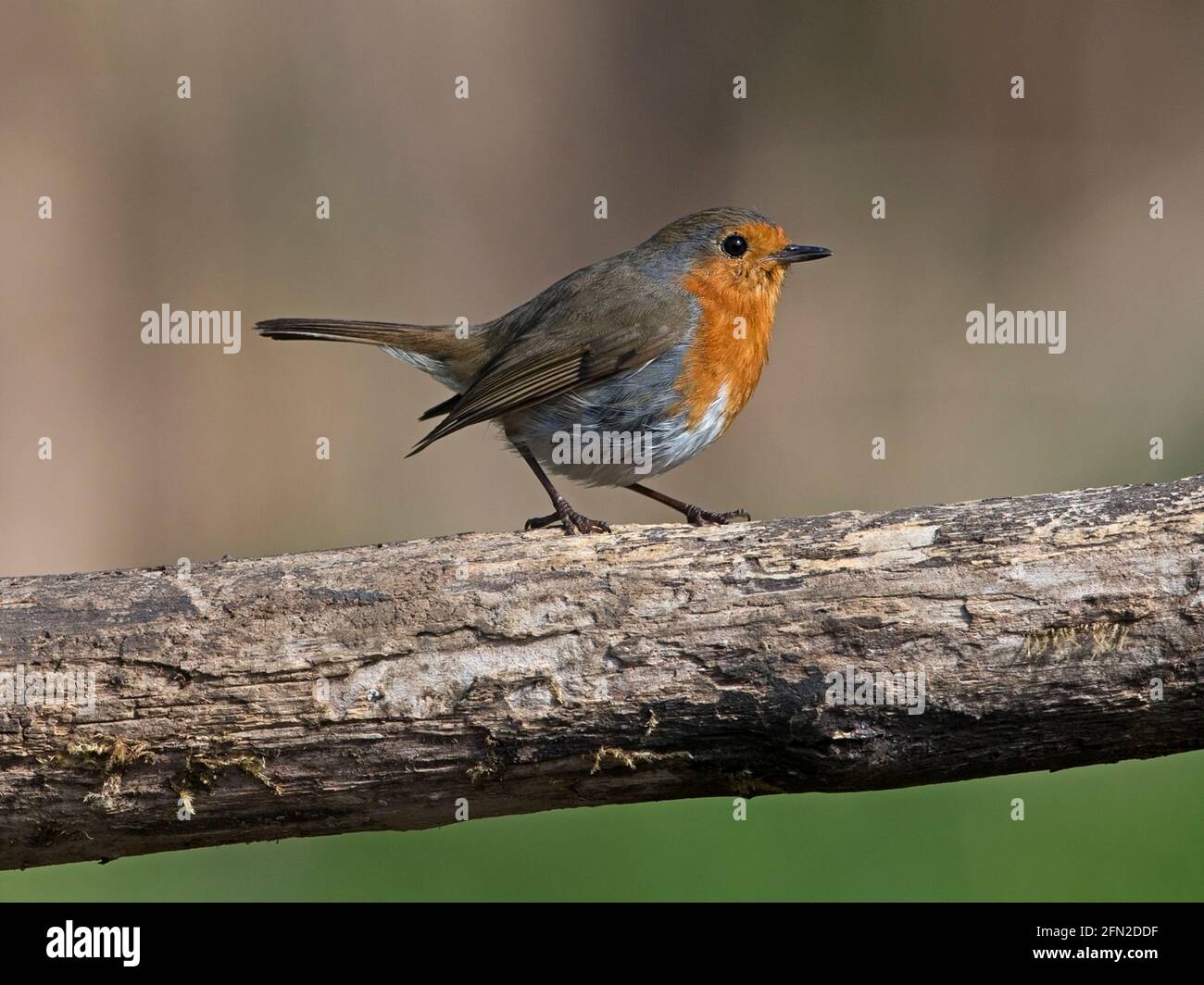 European robin perched on branch Stock Photo