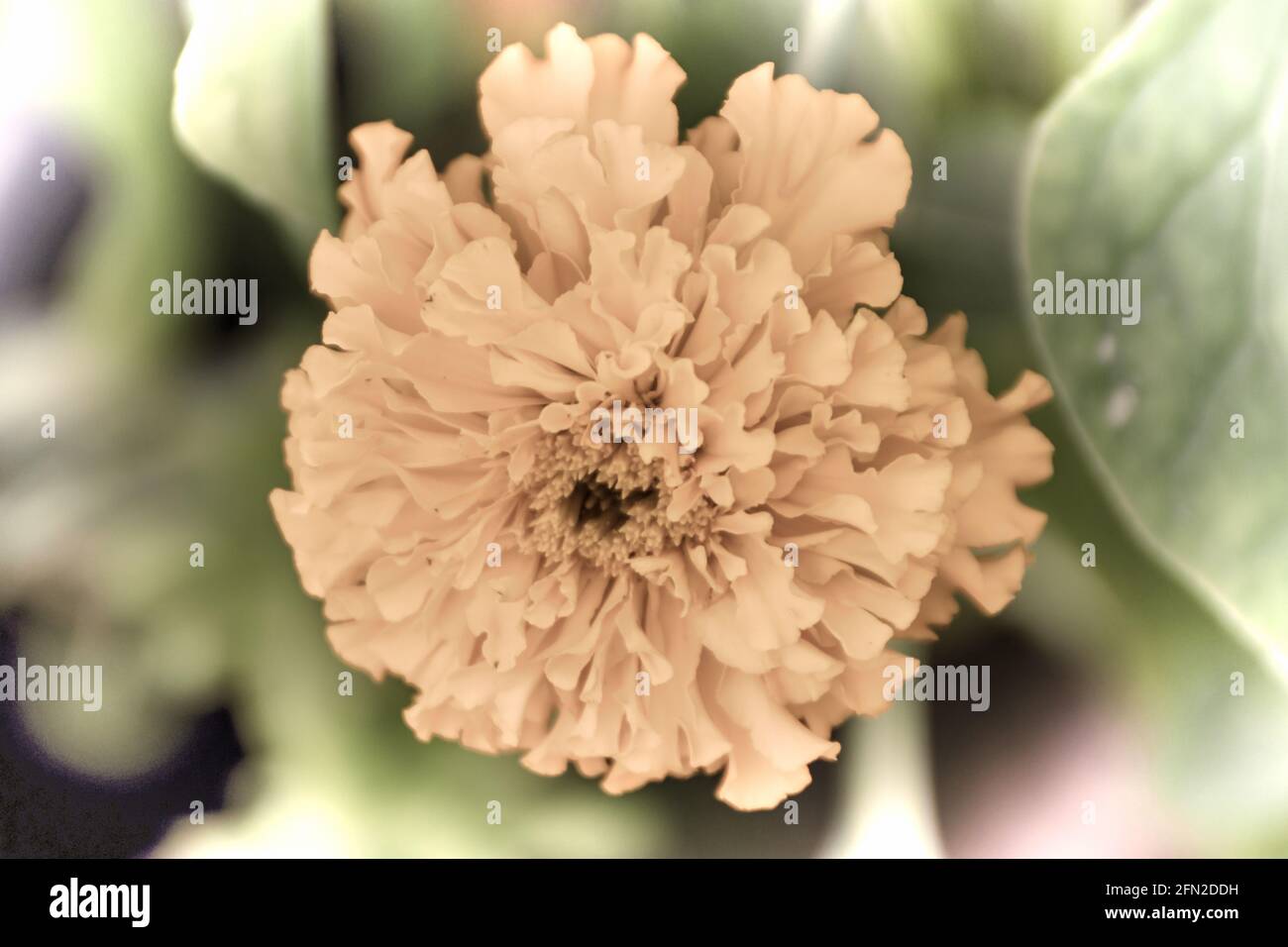 Close up of a beautiful flower in the garden at spring time in old photography style Stock Photo