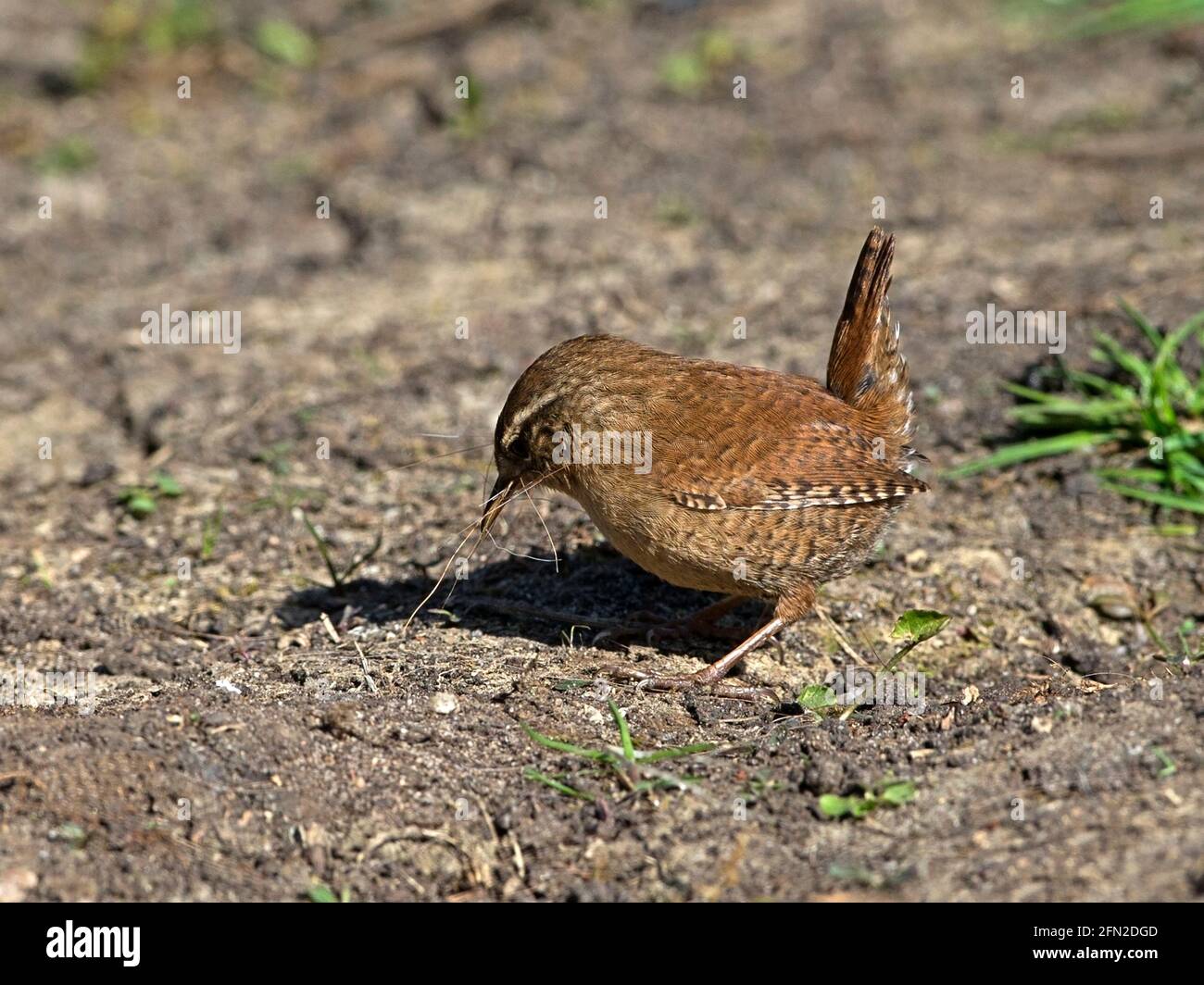 Wren on ground gathering horse hair for nest Stock Photo