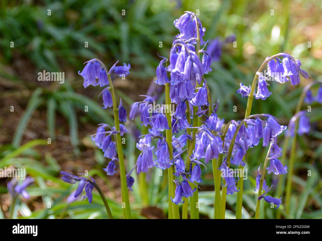 The common bluebell. Stock Photo