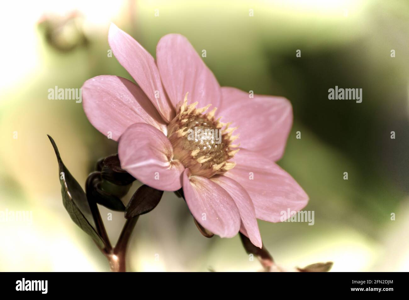 Close up of a beautiful flower in the garden at spring time in old photography style Stock Photo