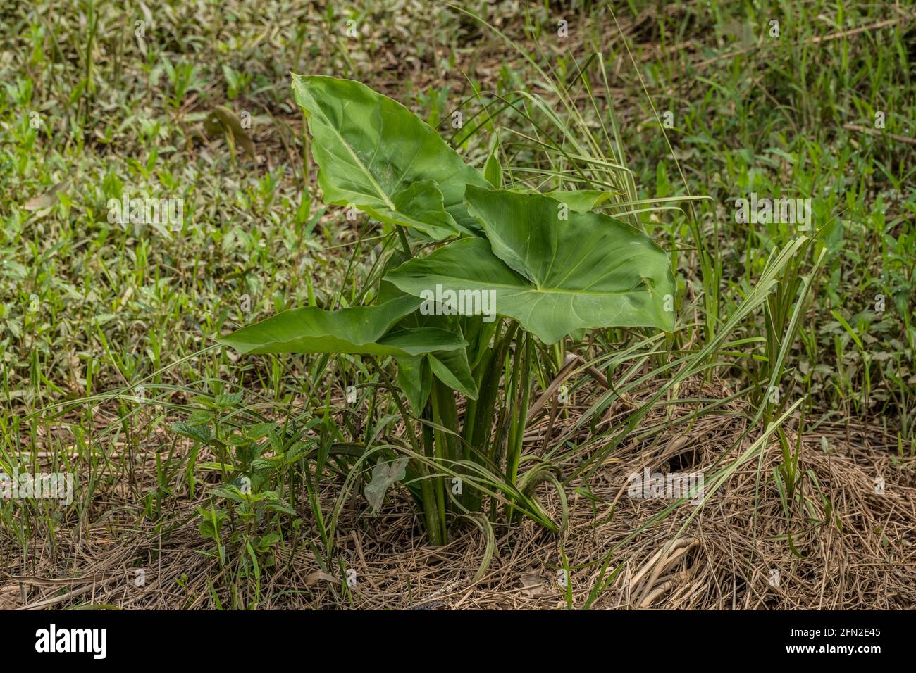 Fully emerge arrowhead plant with large foliage shaped like arrows growing in moist muddy soil at the wetlands in a waterless area on a sunny day in s Stock Photo