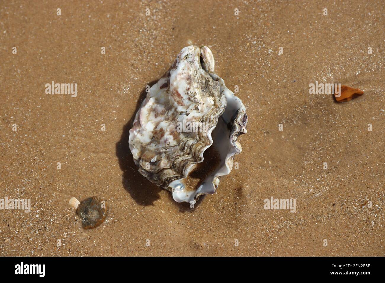 Shells on the beach Stock Photo - Alamy
