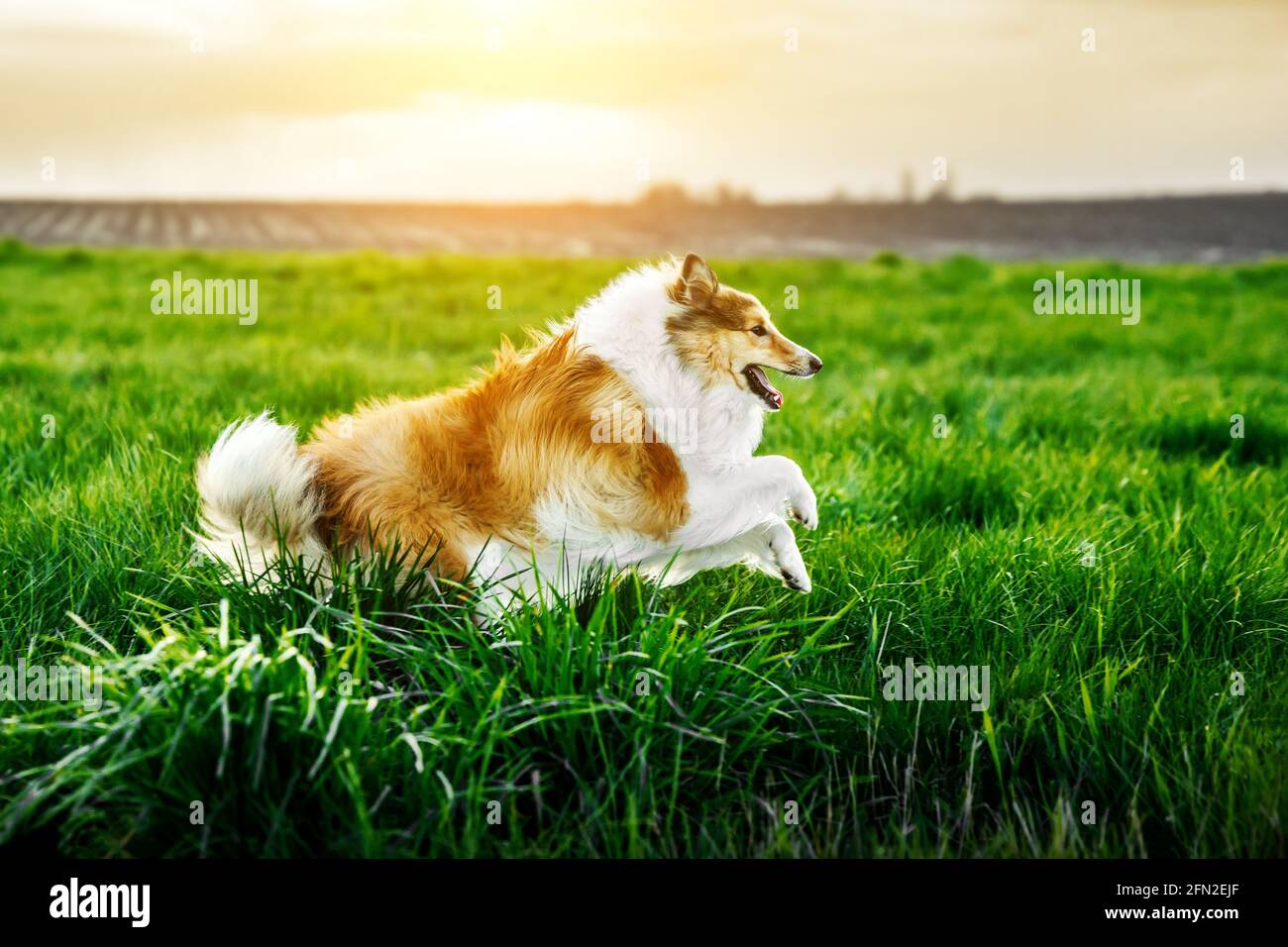 Shetland Sheepdog is running through the green meadow Stock Photo - Alamy