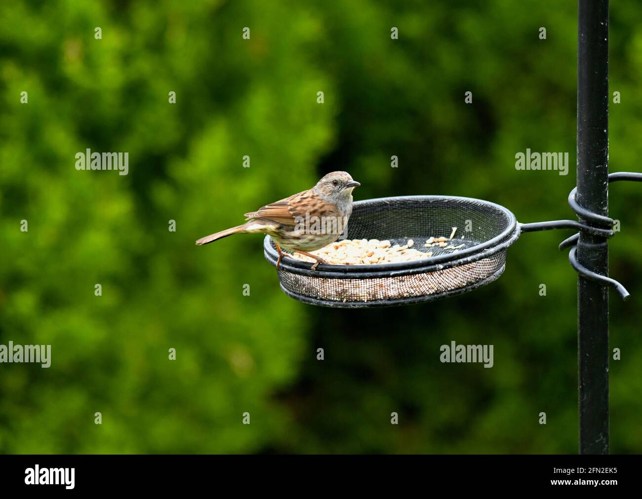 Dunnock Bird Feeder Hi res Stock Photography And Images Alamy dunnock-bird-feeder-hi-res-stock-photography-and-images-alamy