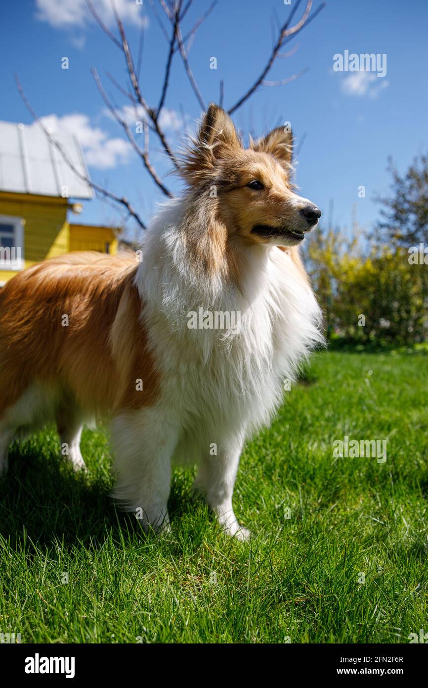 Shetland Sheepdog in a green grass meadow Stock Photo - Alamy