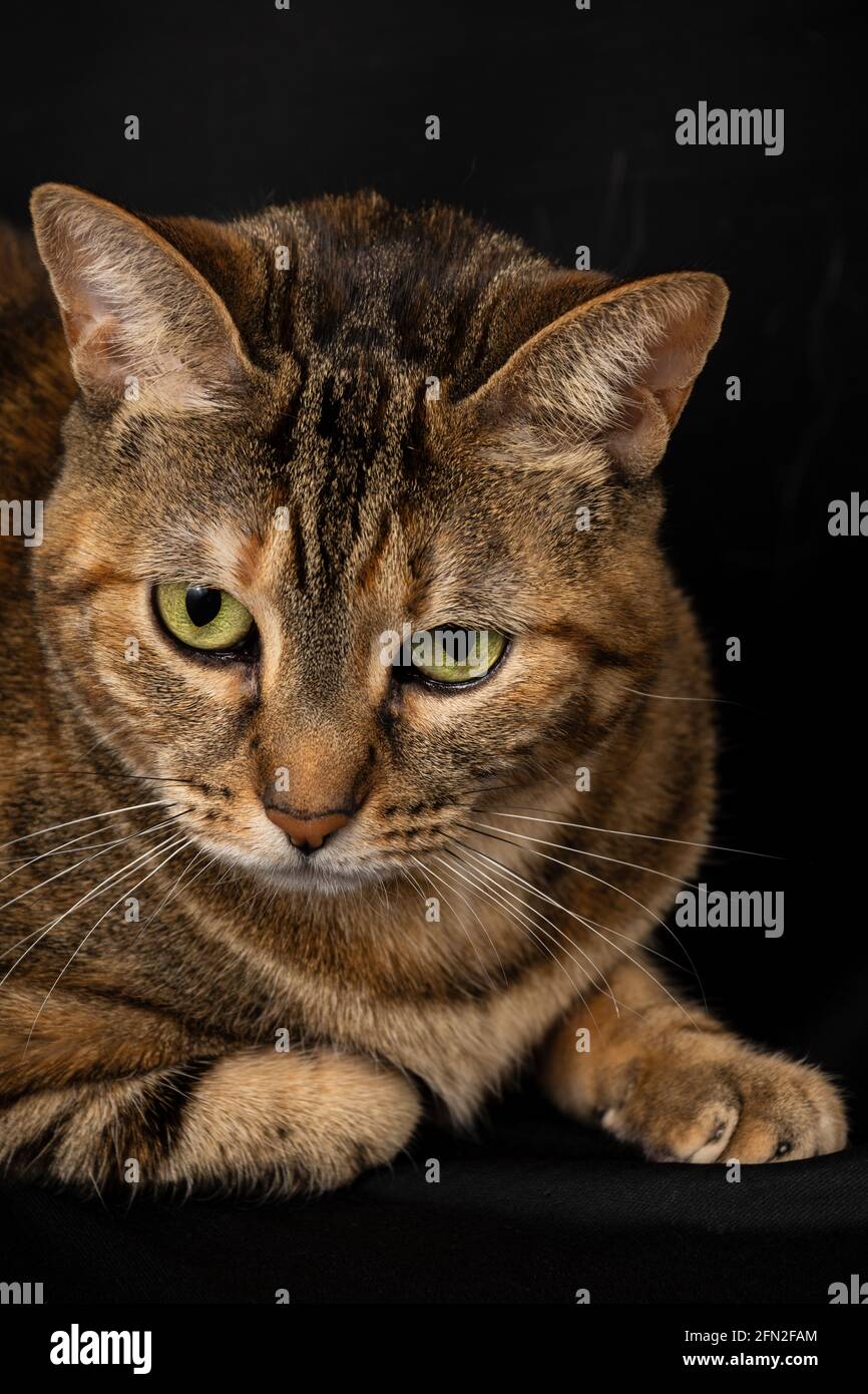 Close-up of a tabby cat with green eyes lying down, looking down, on black background, in portrait Stock Photo