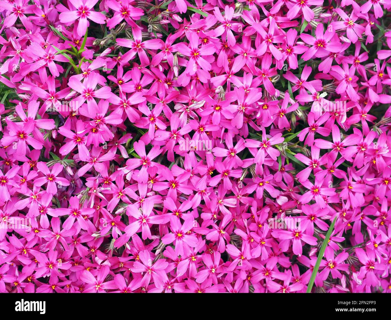 Background with numerous small pink phlox subulata flowers during a sunny day Stock Photo