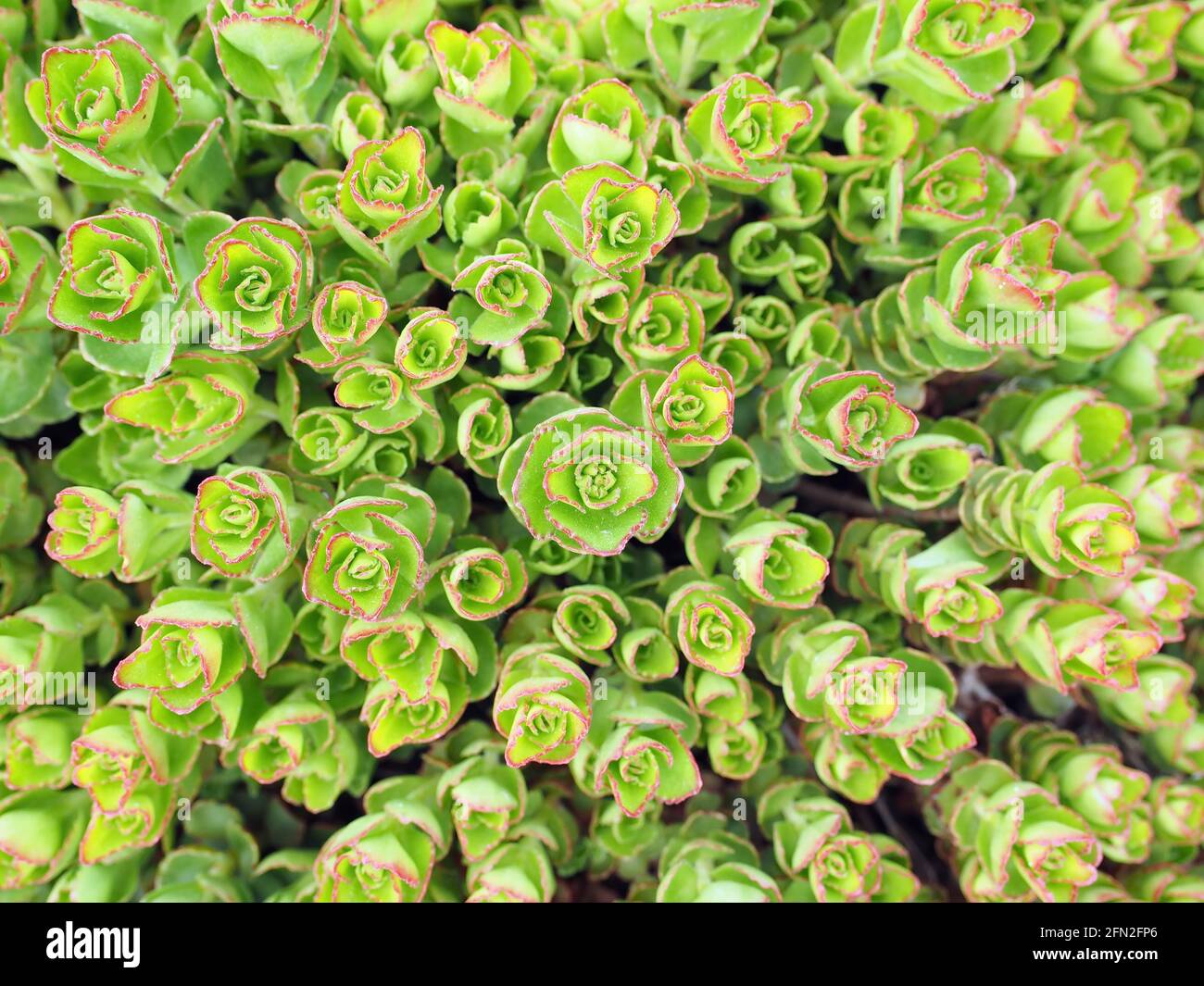 Top view of Sedum tetractinum, also known as Coral Reef, a perennial succulent often used as ground cover and in rock gardens. Beautiful, fresh, green Stock Photo