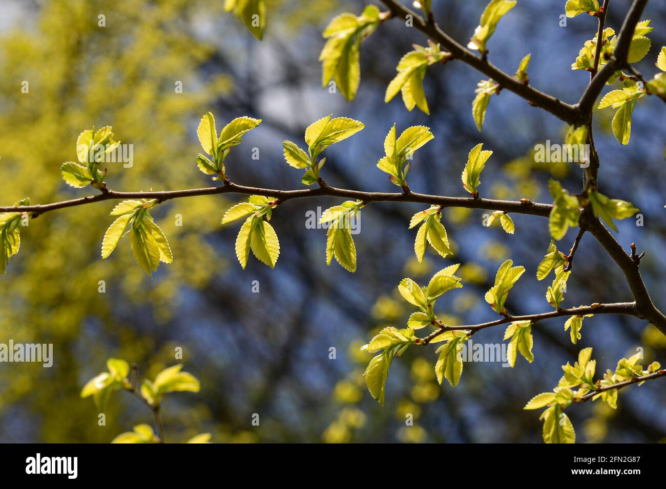 Young leaves of Ulmus Parvifolia, small-leaved elm tree, against the sky Stock Photo