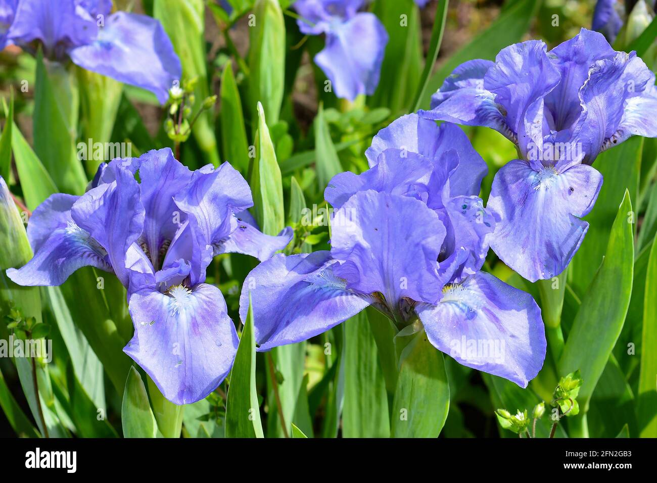 Beautiful colorful large purple iris flowers growing in a meadow in the garden. Stock Photo
