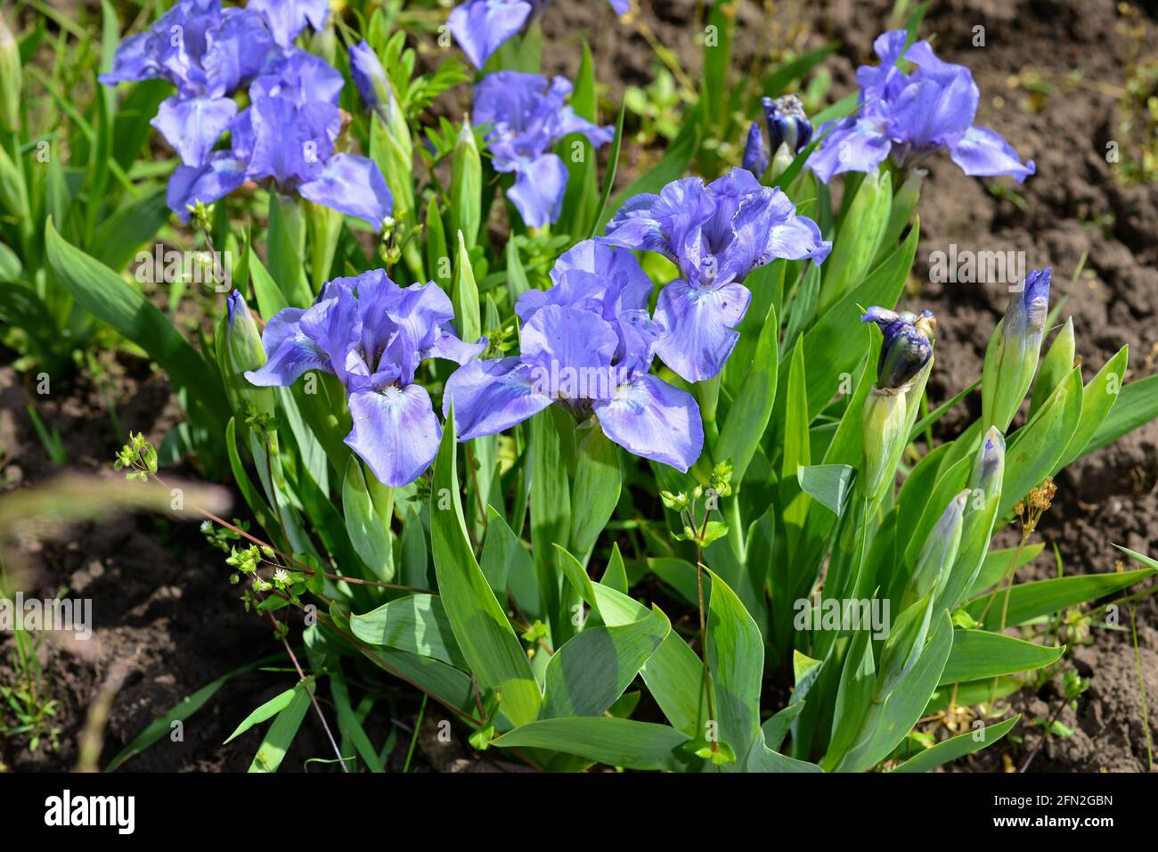 Beautiful colorful large purple iris flowers growing in a meadow in the garden. Stock Photo