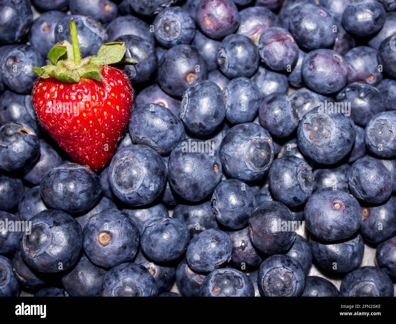 A large amount of blue berries with a single bright red strawberry Stock Photo