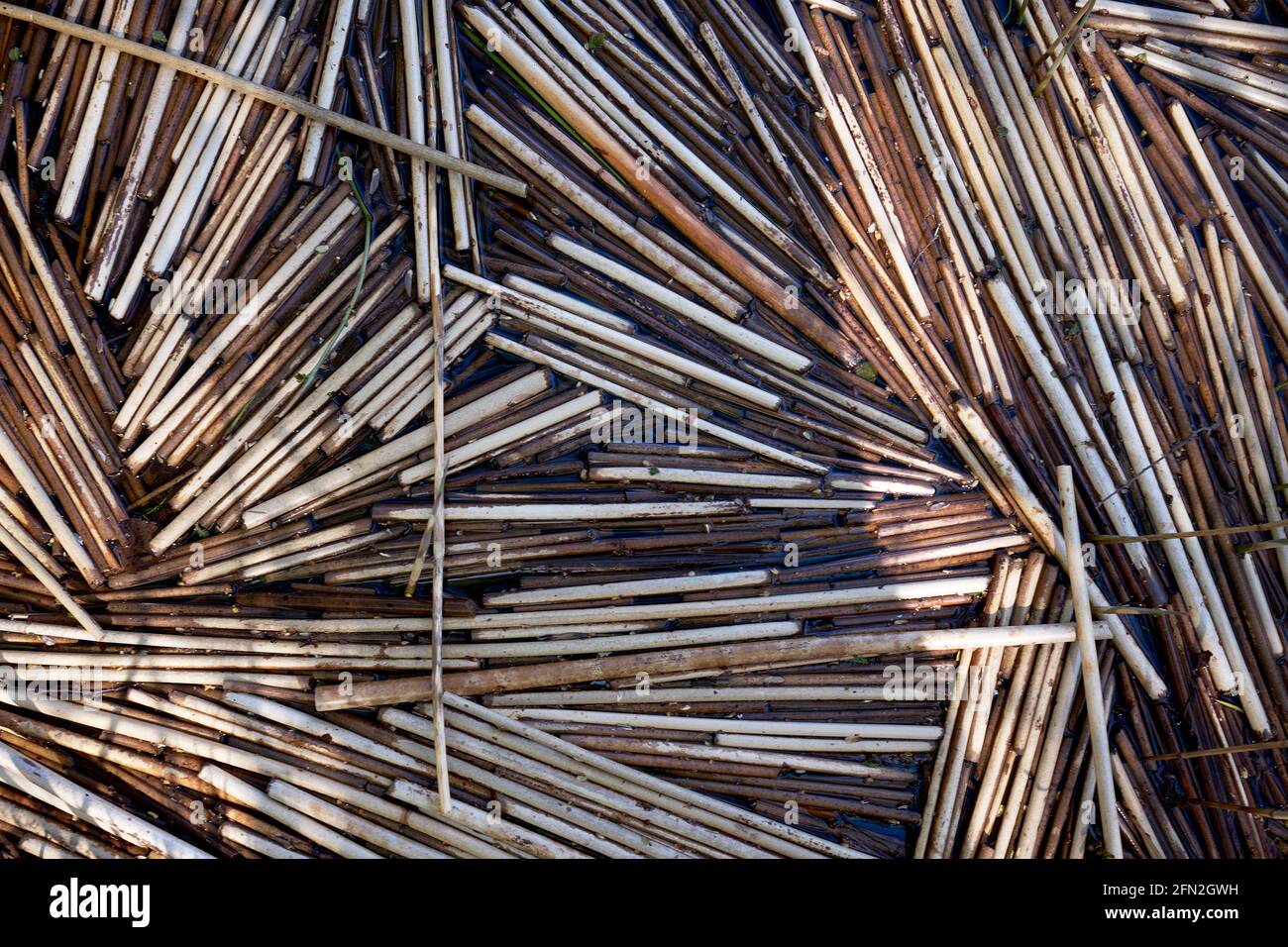 Reeds floating in the Slokas lake Kemeri National Park Latvia Stock ...