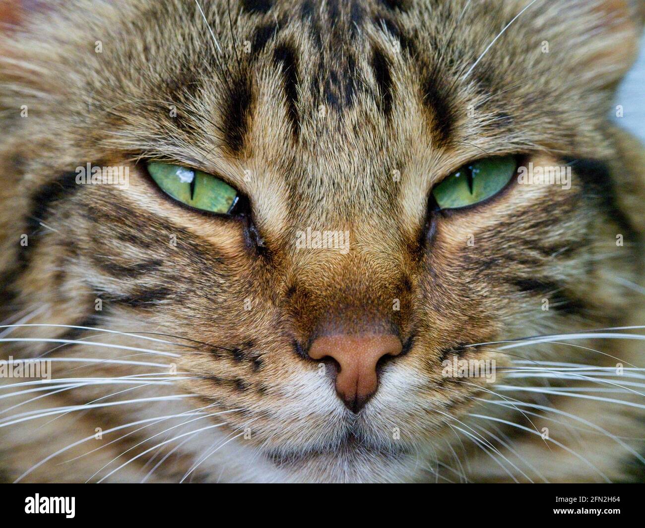 Closeup portrait of cute tabby cat with whiskers Ecuador. Stock Photo