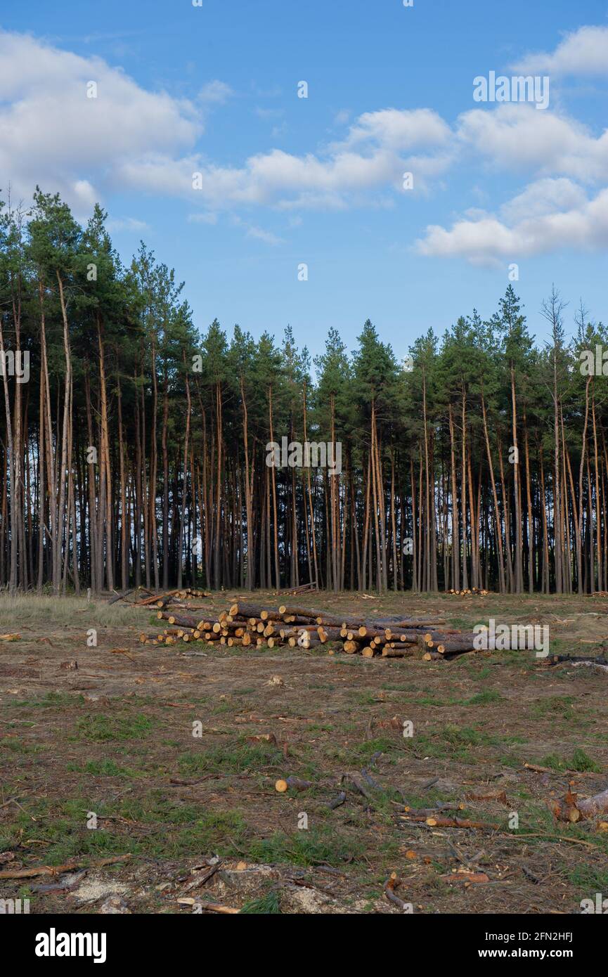 Cutting down pine trees in the forest, destruction of the forest