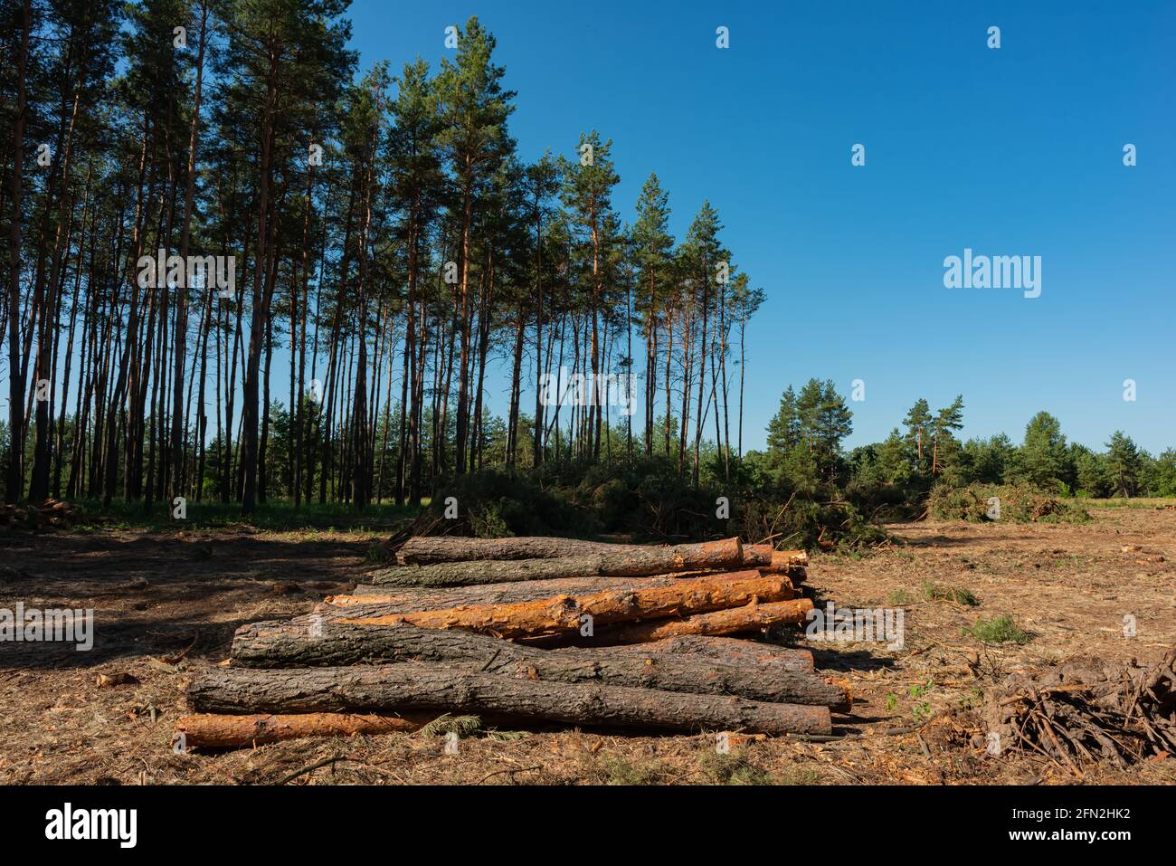 Pine tree felling in the forest, stacked trunks of cut trees