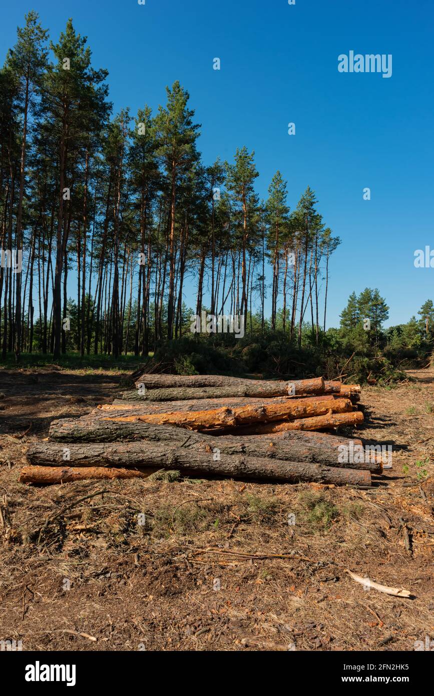 Pine tree felling in the forest, stacked trunks of cut trees