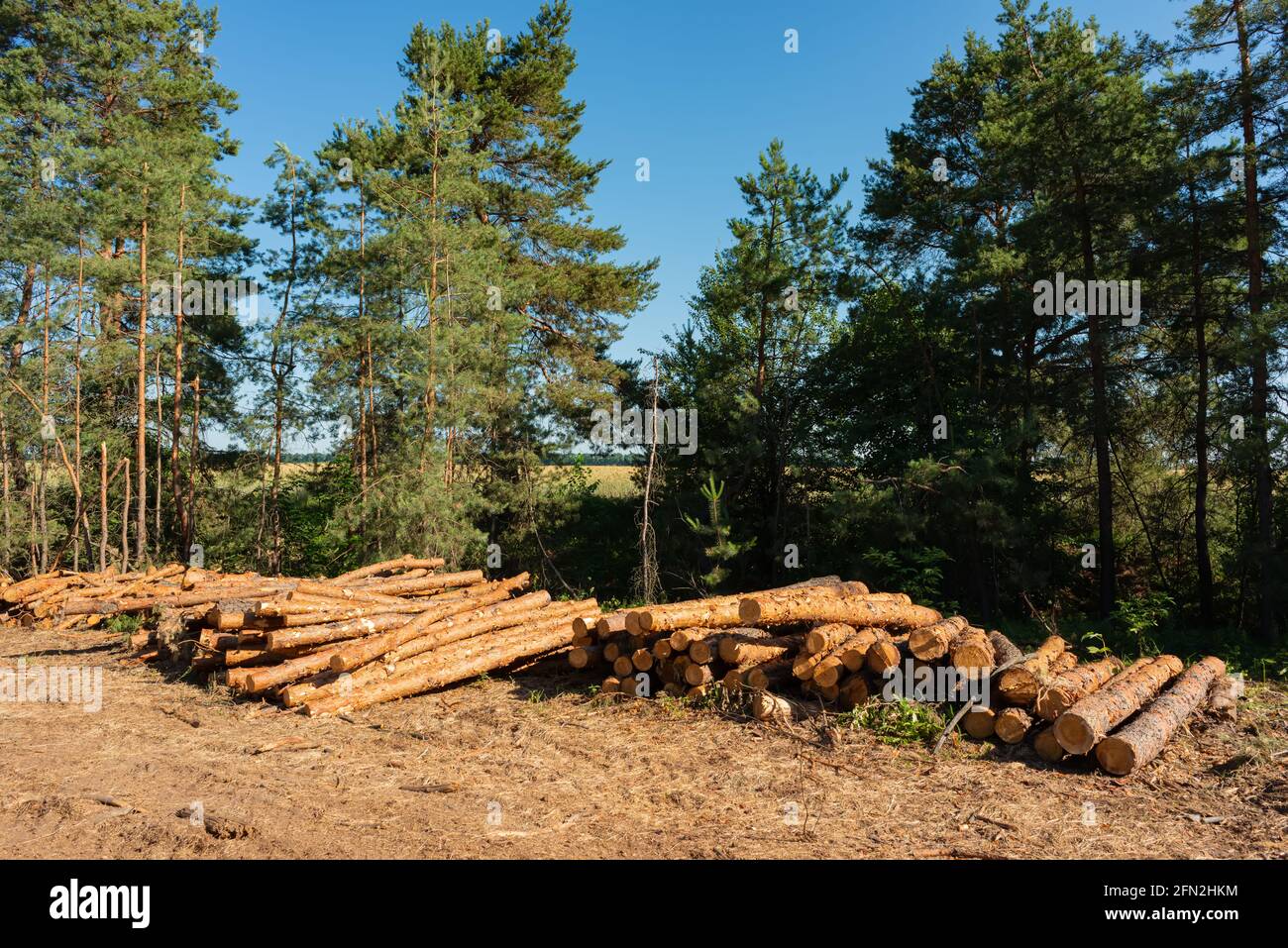 Pine tree felling in the forest, stacked trunks of cut trees