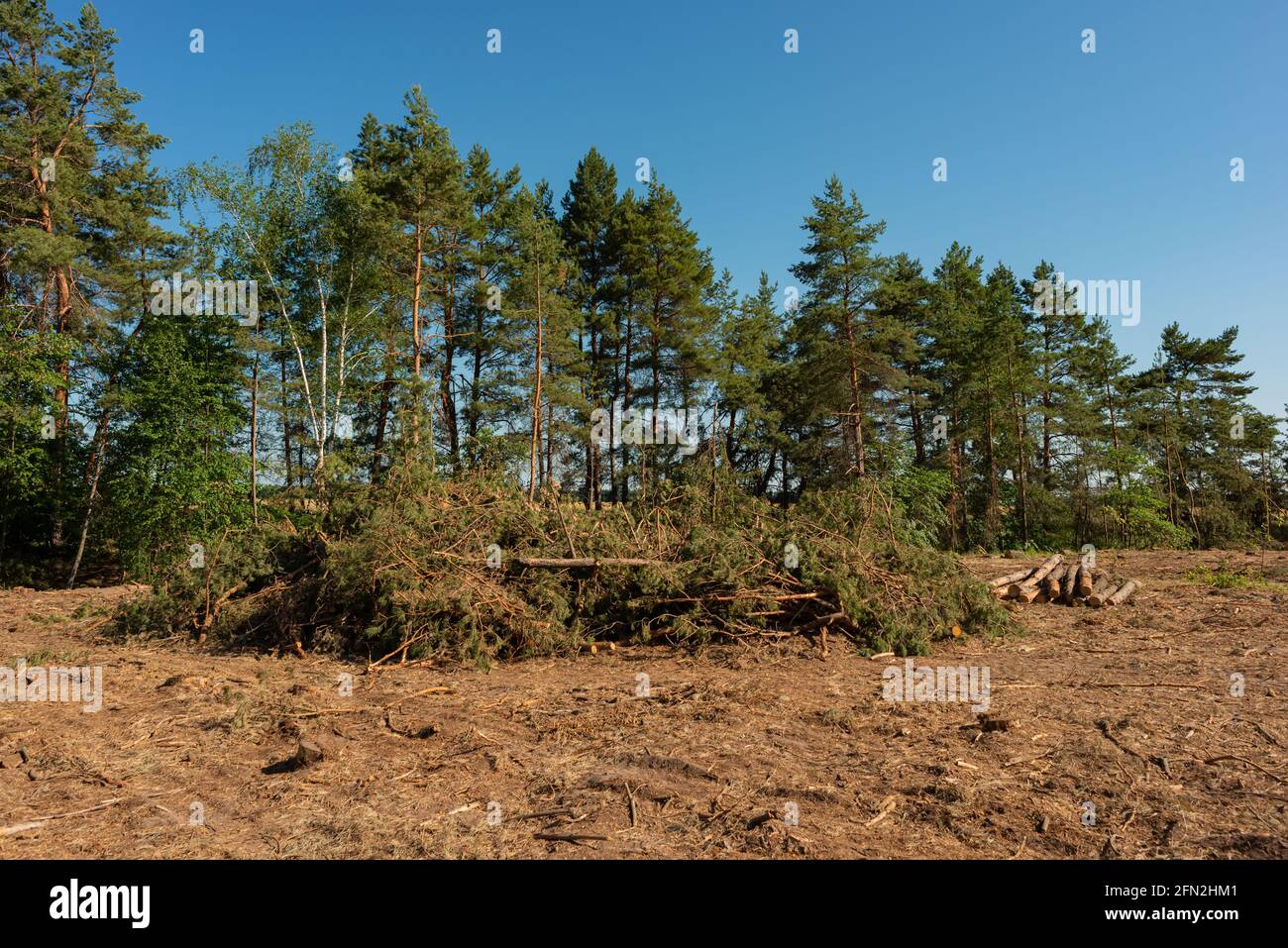Pine tree felling in the forest, stacked trunks of cut trees