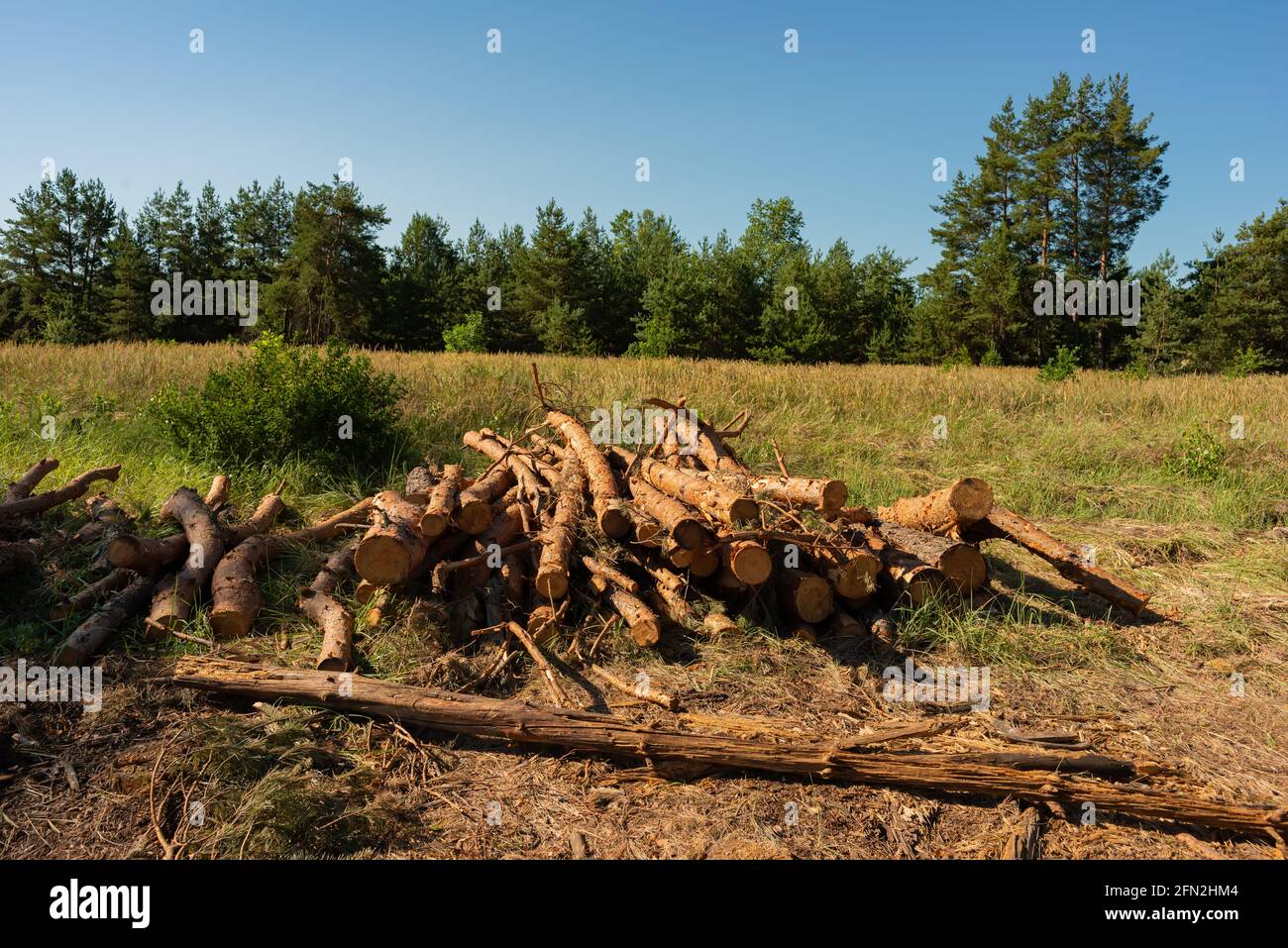 Pine tree felling in the forest, stacked trunks of cut trees
