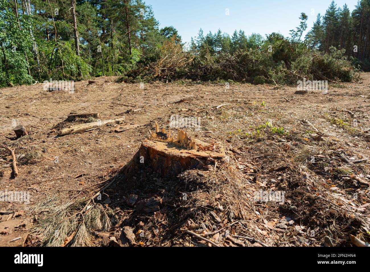 Pine tree felling in the forest, stacked trunks of cut trees