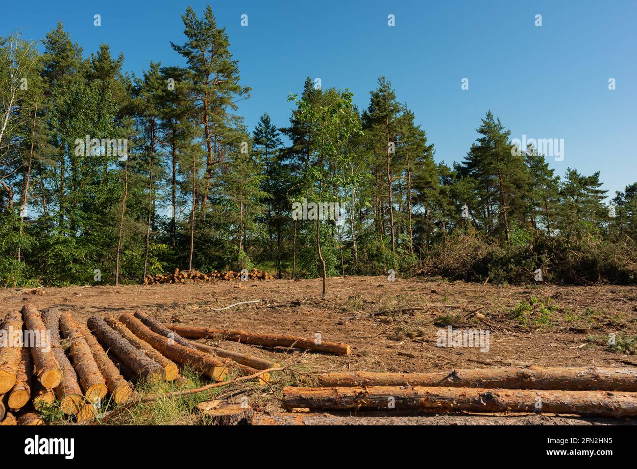 Pine tree felling in the forest, stacked trunks of cut trees