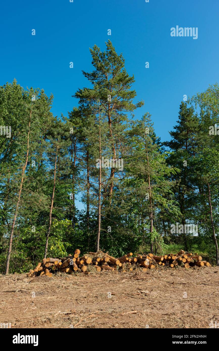 Pine tree felling in the forest, stacked trunks of cut trees
