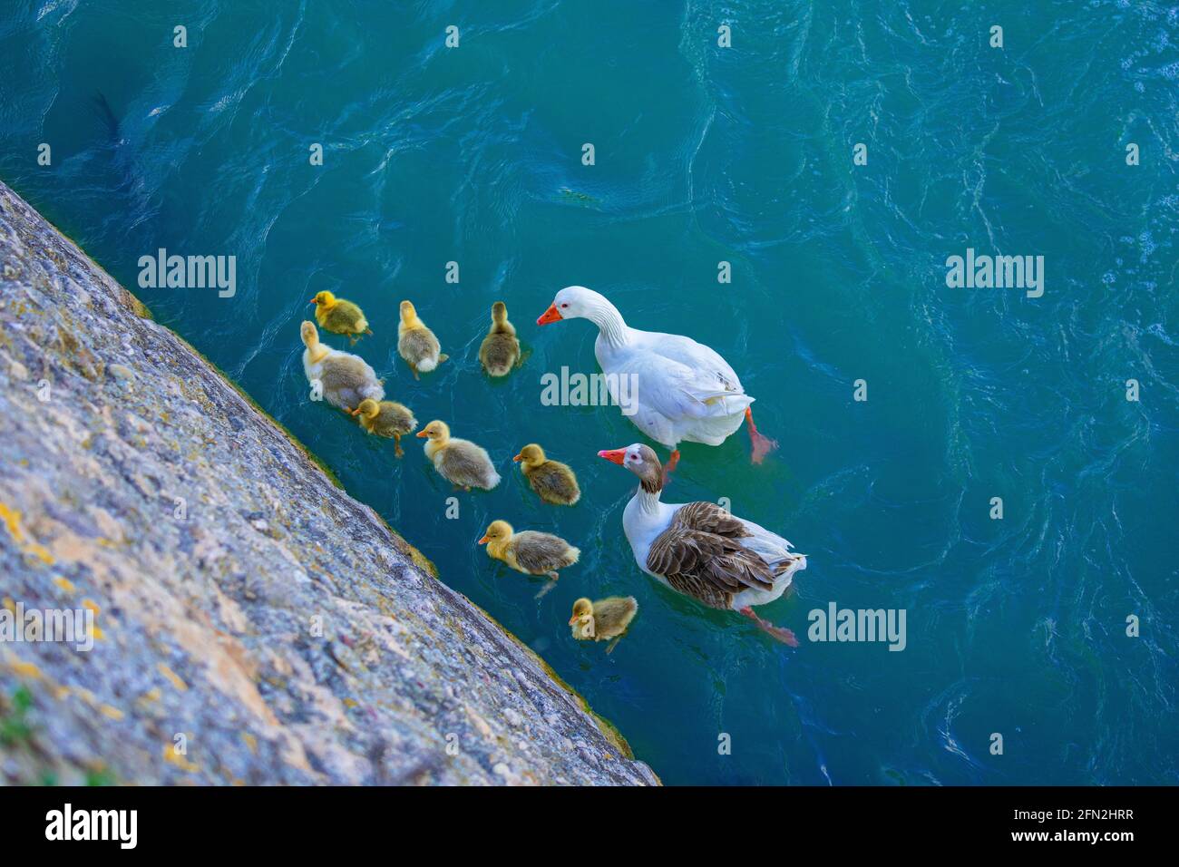 Geese In Water Top view of geese with their goslings in the water Stock Photo - Alamy
