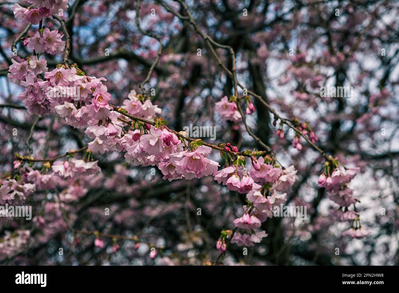 Cherry Blossom Glasgow High Resolution Stock Photography And Images Alamy