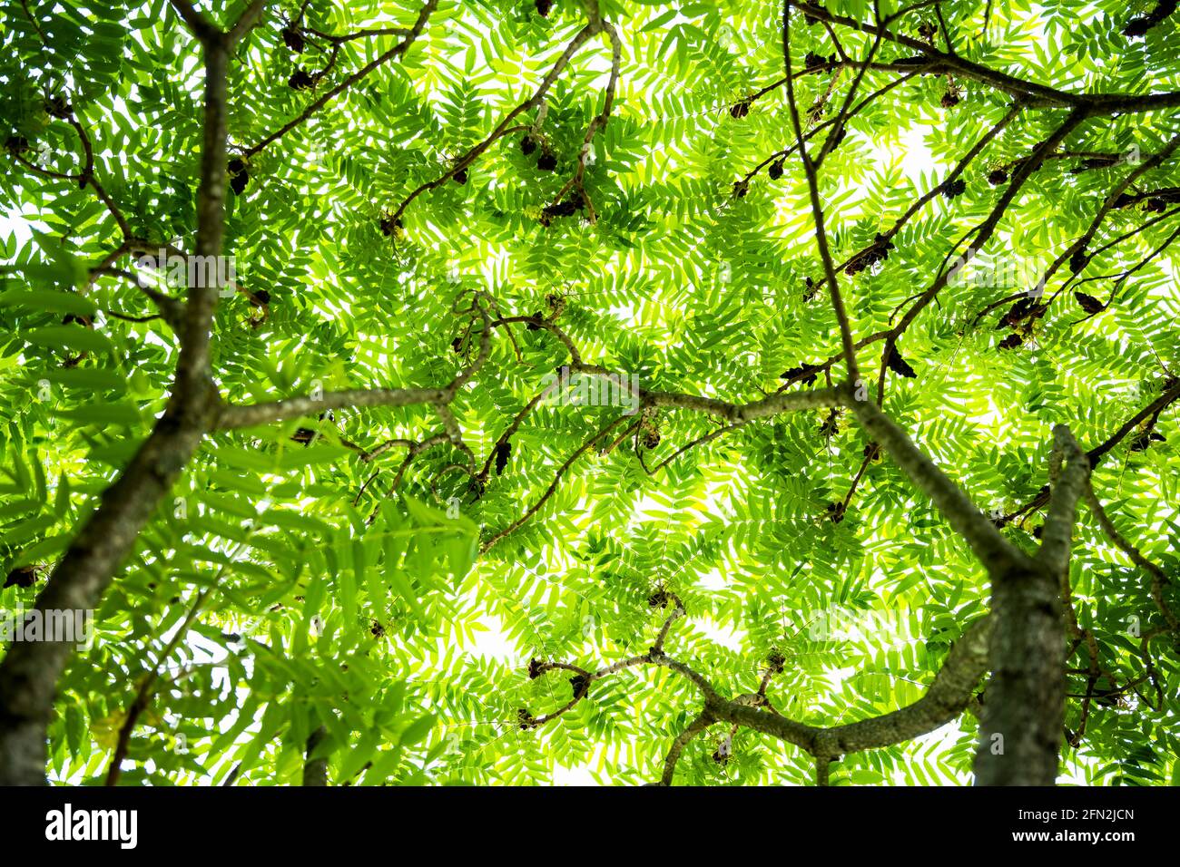 (Selective focus) Beautiful lush vegetation with some green fern leaves. A fern is a member of a group of vascular plants. Natural background. Stock Photo