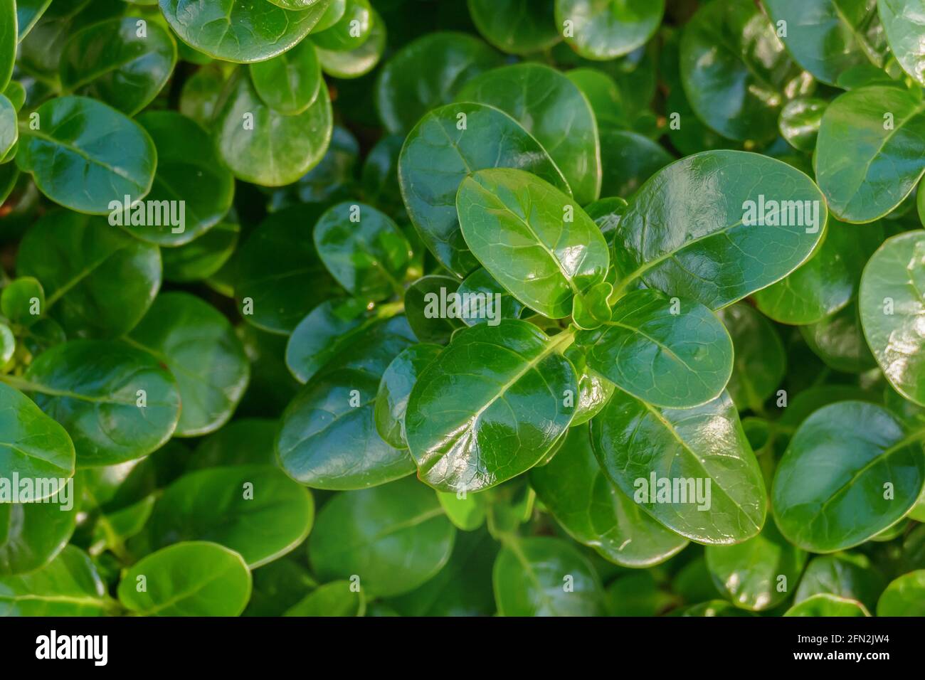 close-up of plant leaves shiny leaf with sunlight outdoor Stock Photo