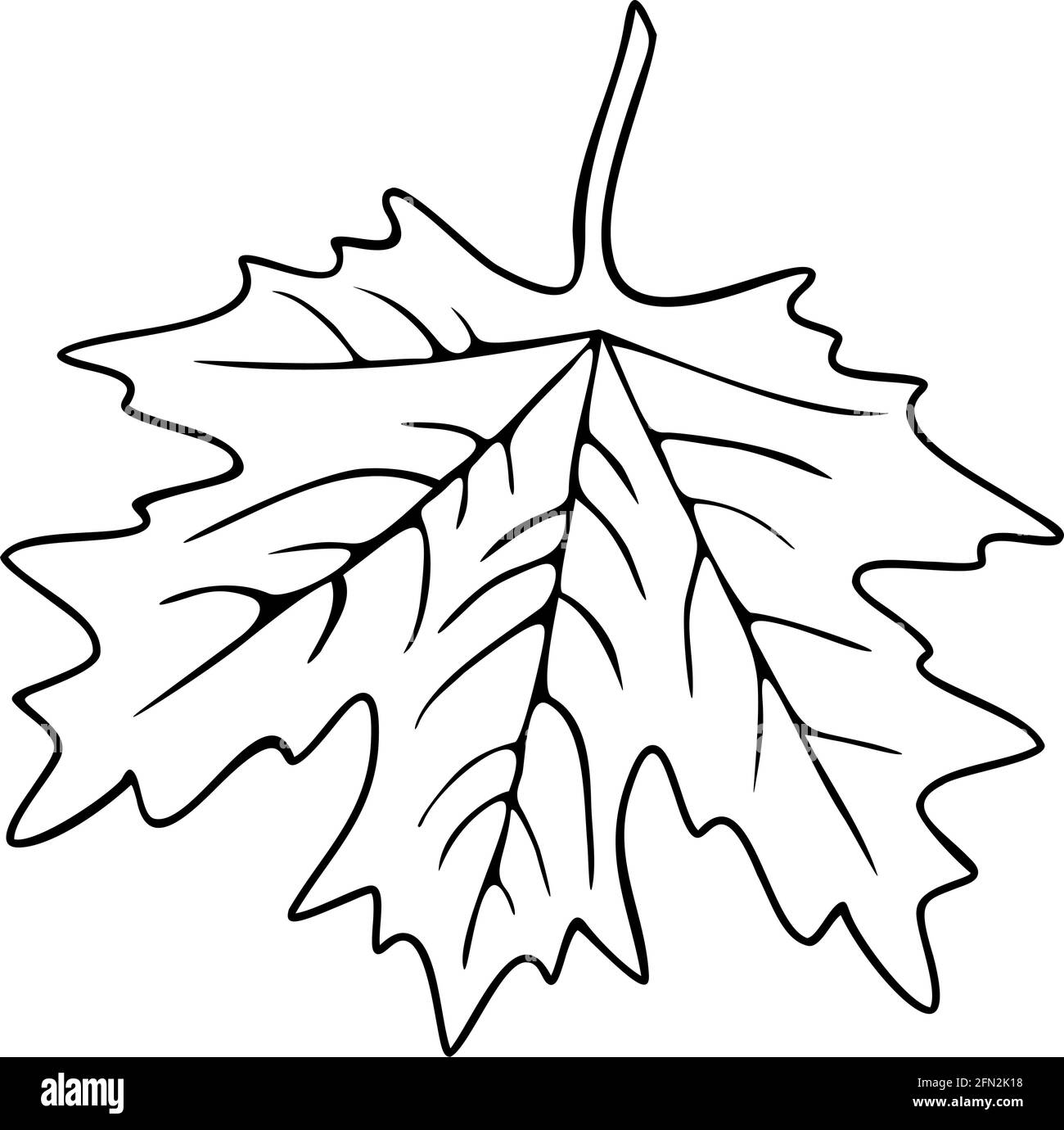 Vector illustration of maple leaf. Design for coloring book. Stock Vector