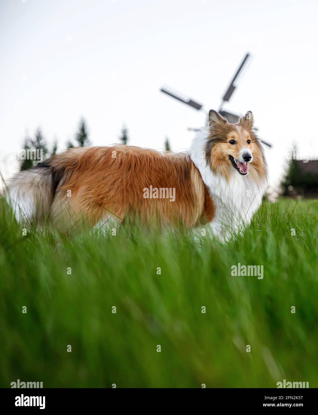 Fluffy dog in the green field. Shetland sheepdog and windmill ...