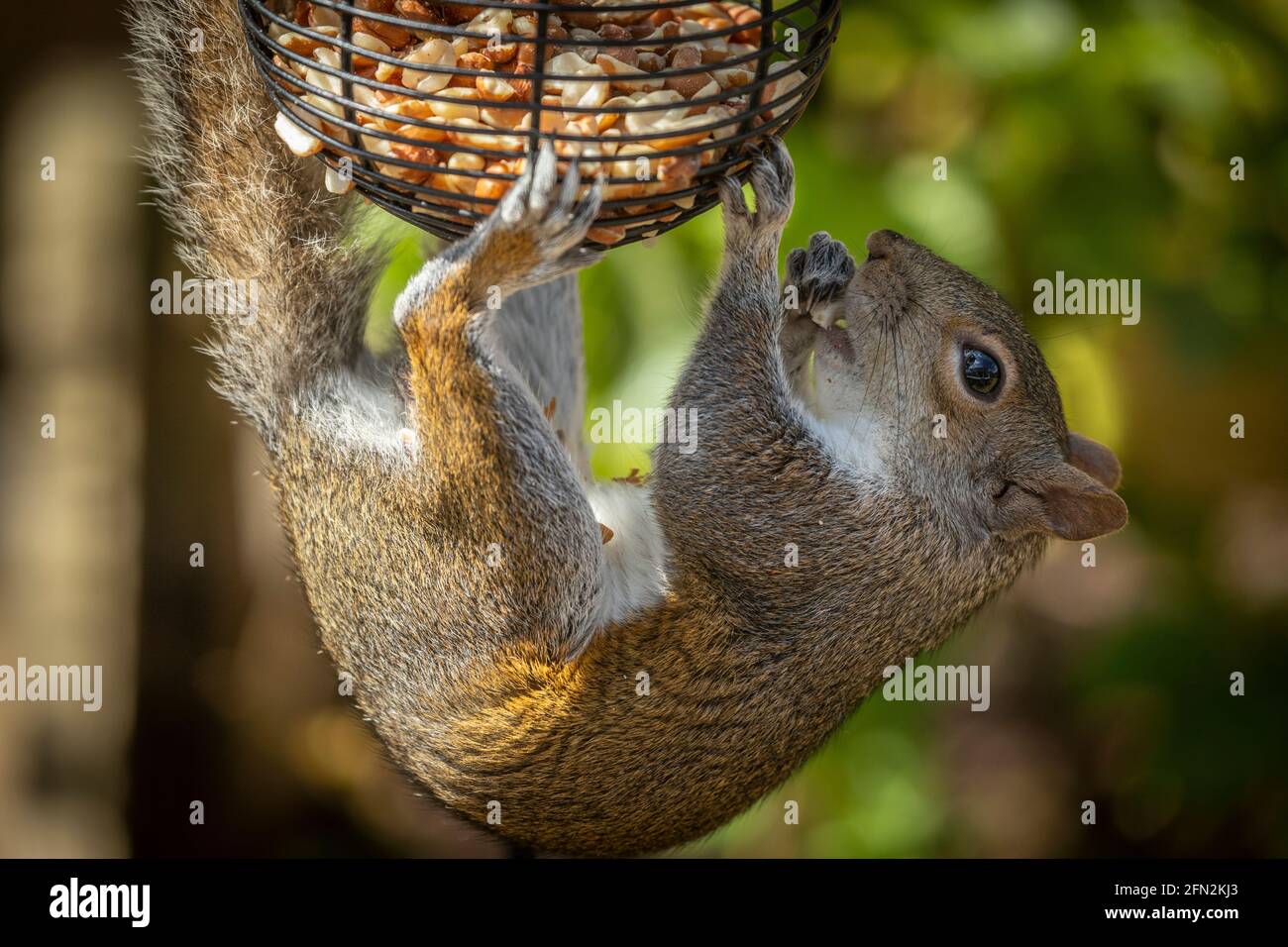 Grey squirrel eating peanuts from a garden feeder Stock Photo