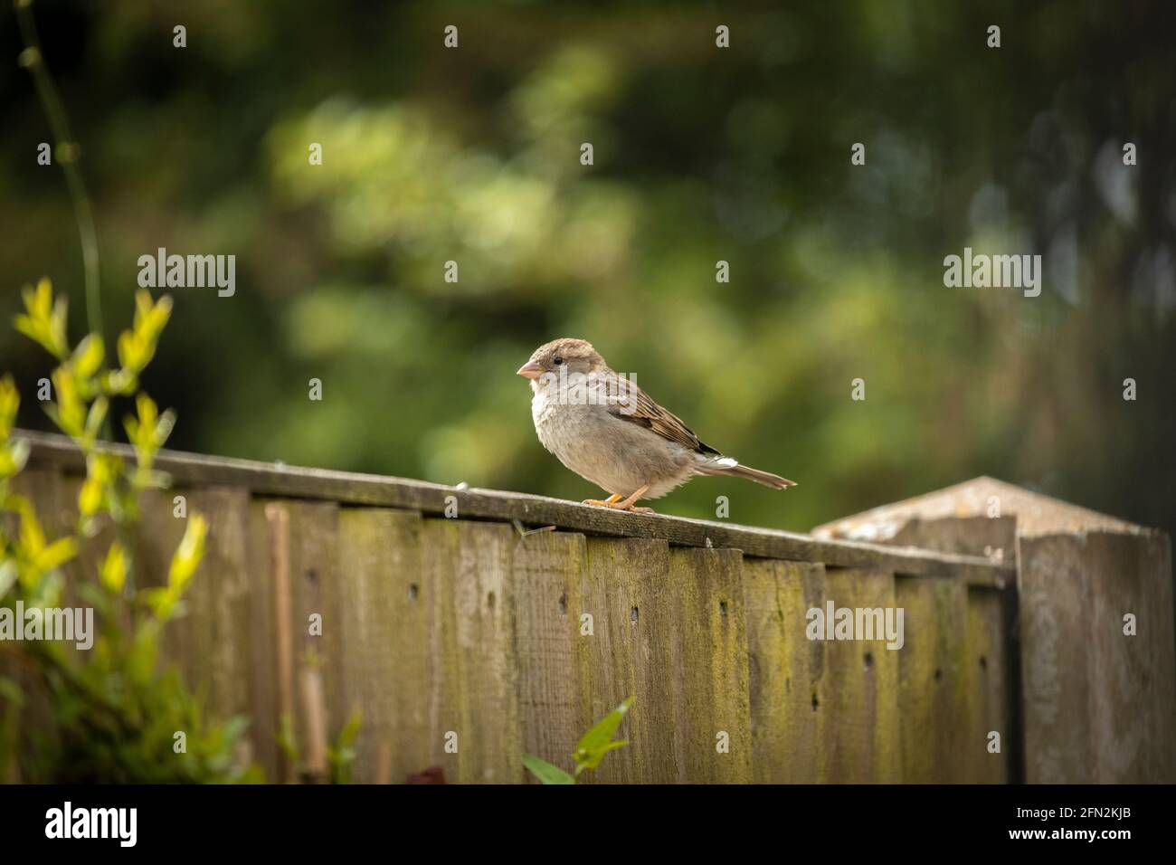 Female house sparrow sitting on a fence Stock Photo