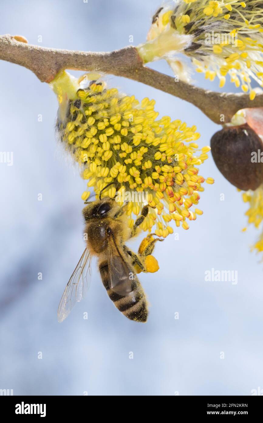 Honigbiene, Honig-Biene, Europäische Honigbiene, Westliche Honigbiene, Biene, Bienen, Apis mellifera, Apis mellifica, Blütenbesuch auf Weide, Salweide Stock Photo