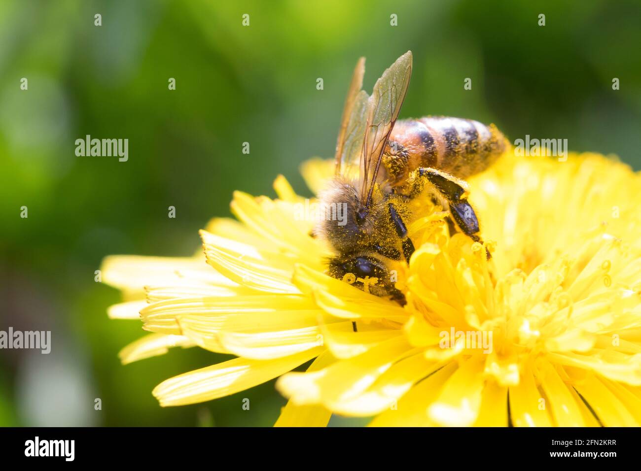 Honigbiene, Honig-Biene, Europäische Honigbiene, Westliche Honigbiene, Biene, Bienen, Apis mellifera, Apis mellifica, Blütenbesuch auf Löwenzahn, Nekt Stock Photo