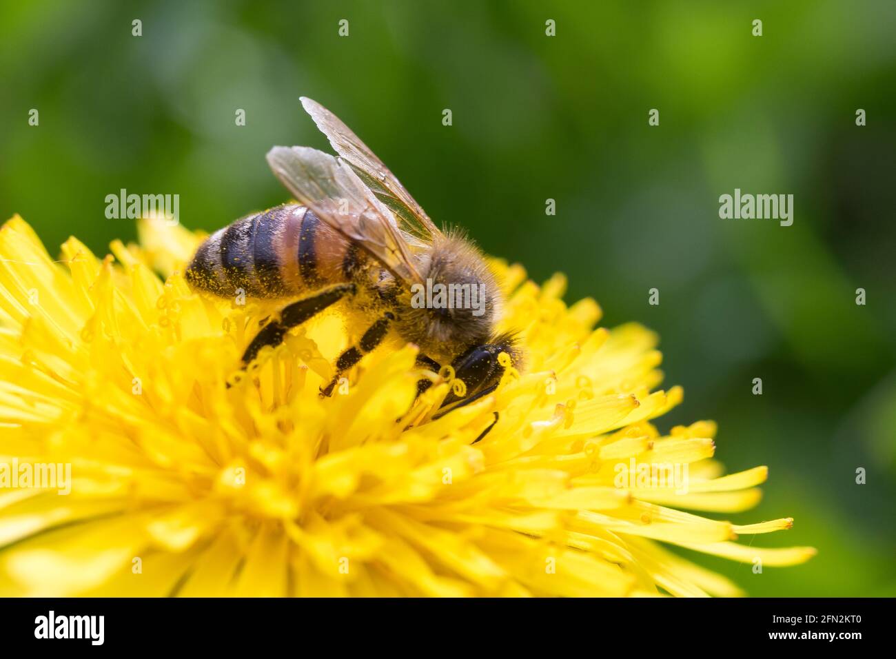 Honigbiene, Honig-Biene, Europäische Honigbiene, Westliche Honigbiene, Biene, Bienen, Apis mellifera, Apis mellifica, Blütenbesuch auf Löwenzahn, Nekt Stock Photo