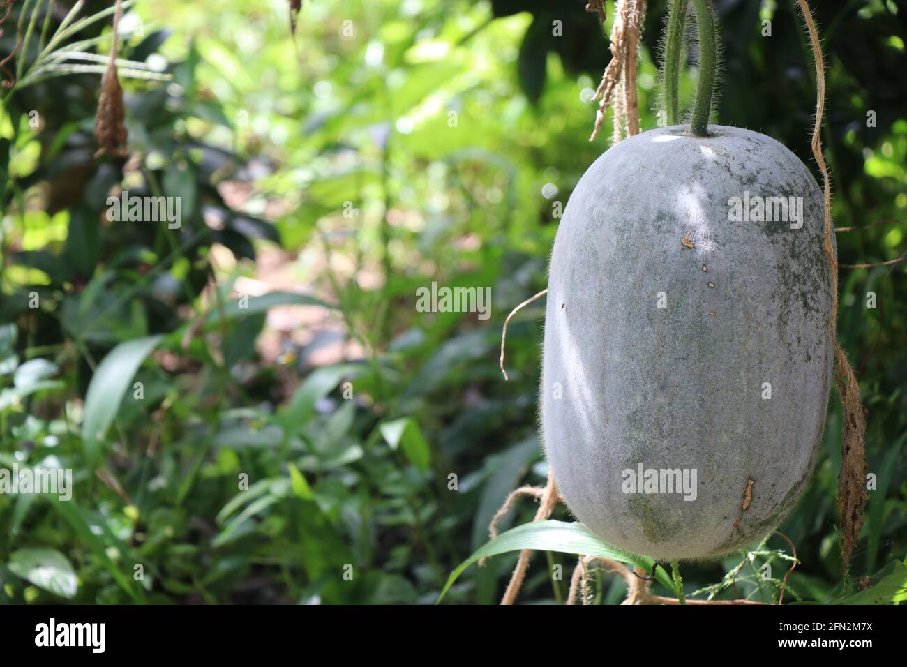 Ash gourd hires stock photography and images Alamy