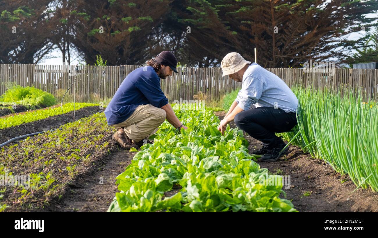 Male gardener doing maintenance hi-res stock photography and images - Alamy