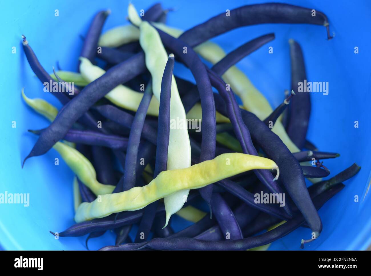 blue beans collected Stock Photo Alamy