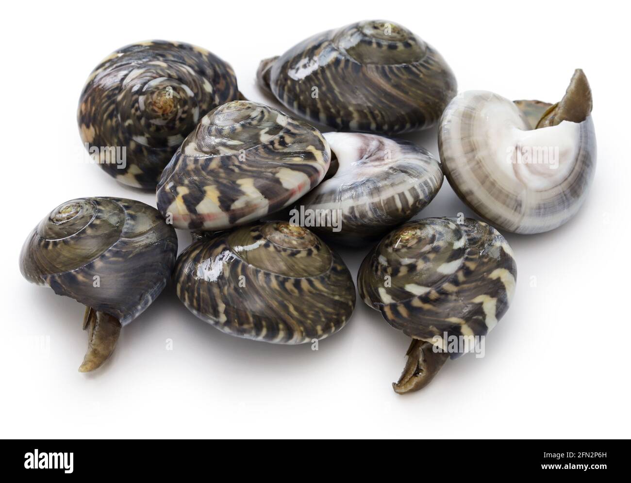 Nagarami, Japanese sea snail Stock Photo Alamy