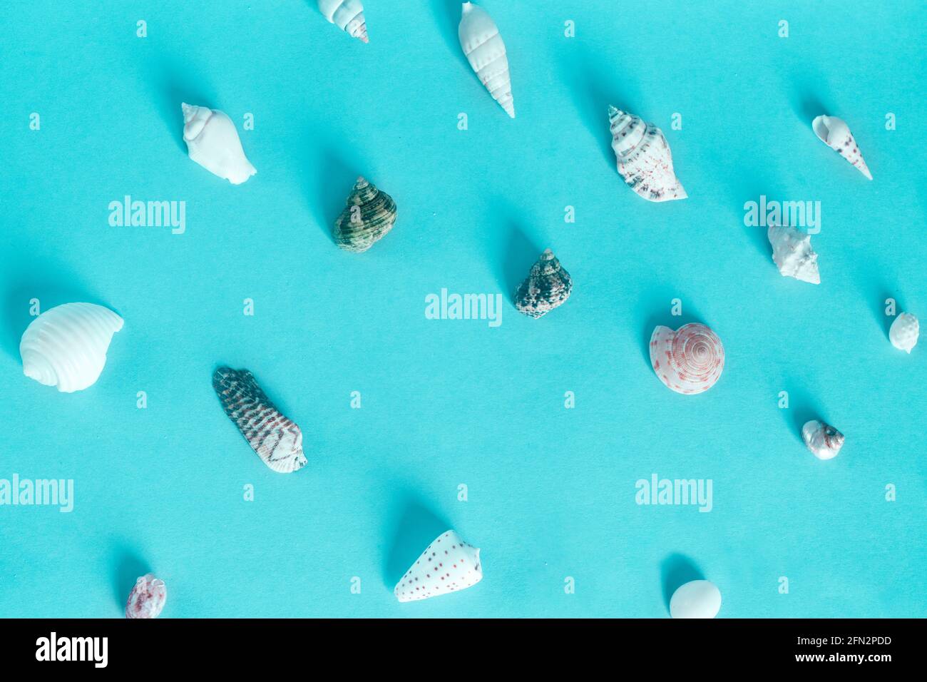 Sea shells on turquoise background beautifully lined Stock Photo - Alamy