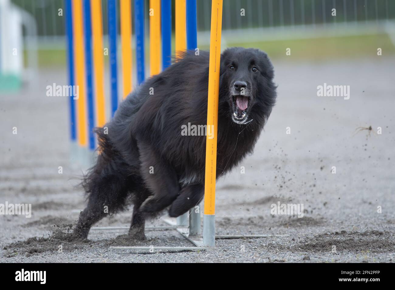 Belgian Shepherd Tervuren doing slalom on dog agility course Stock Photo