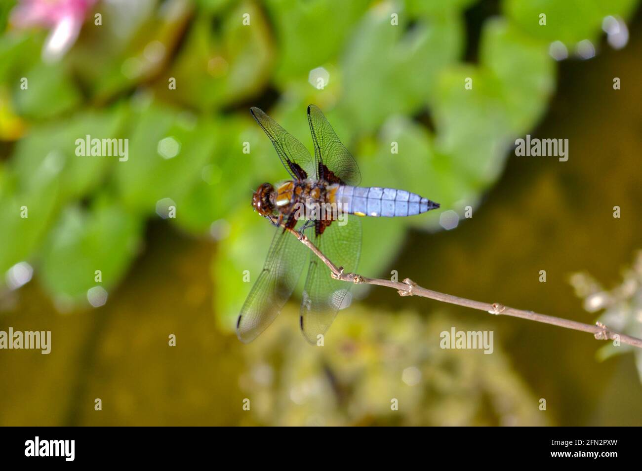 Selective focus shot of a dragonfly Stock Photo - Alamy